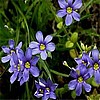 Blue Eyed Grass (CA Native)